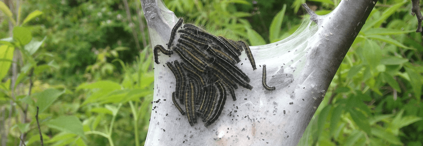 Pest And Disease Center Eastern Tent Caterpillar Banner 1440X500