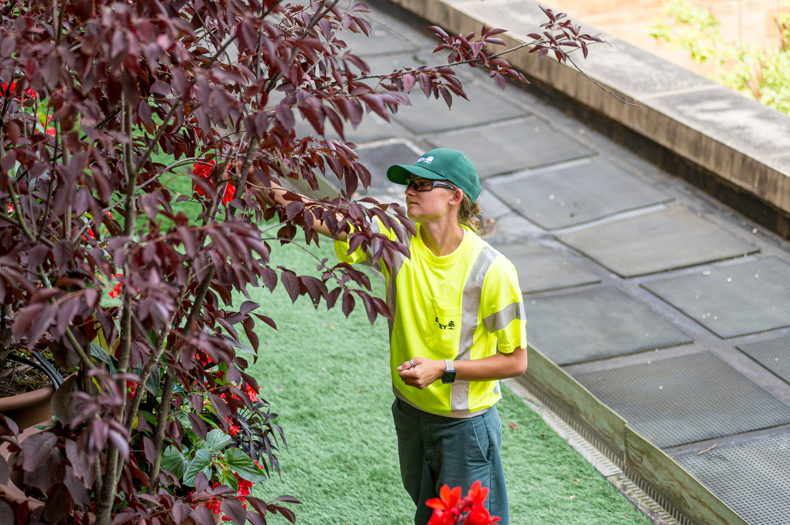 Tree Health Inspection