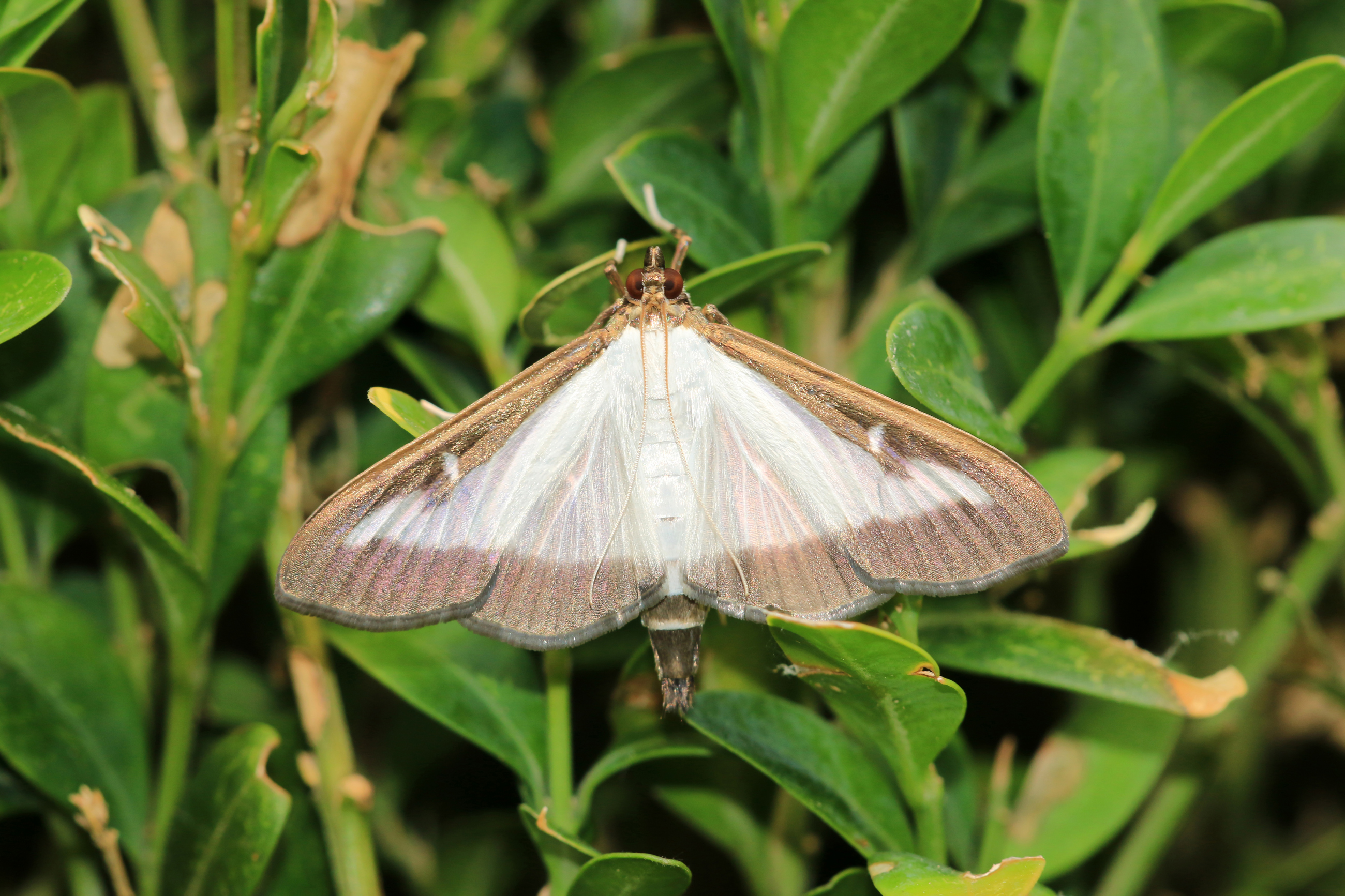 Ss 1201316737 Box Tree Moth