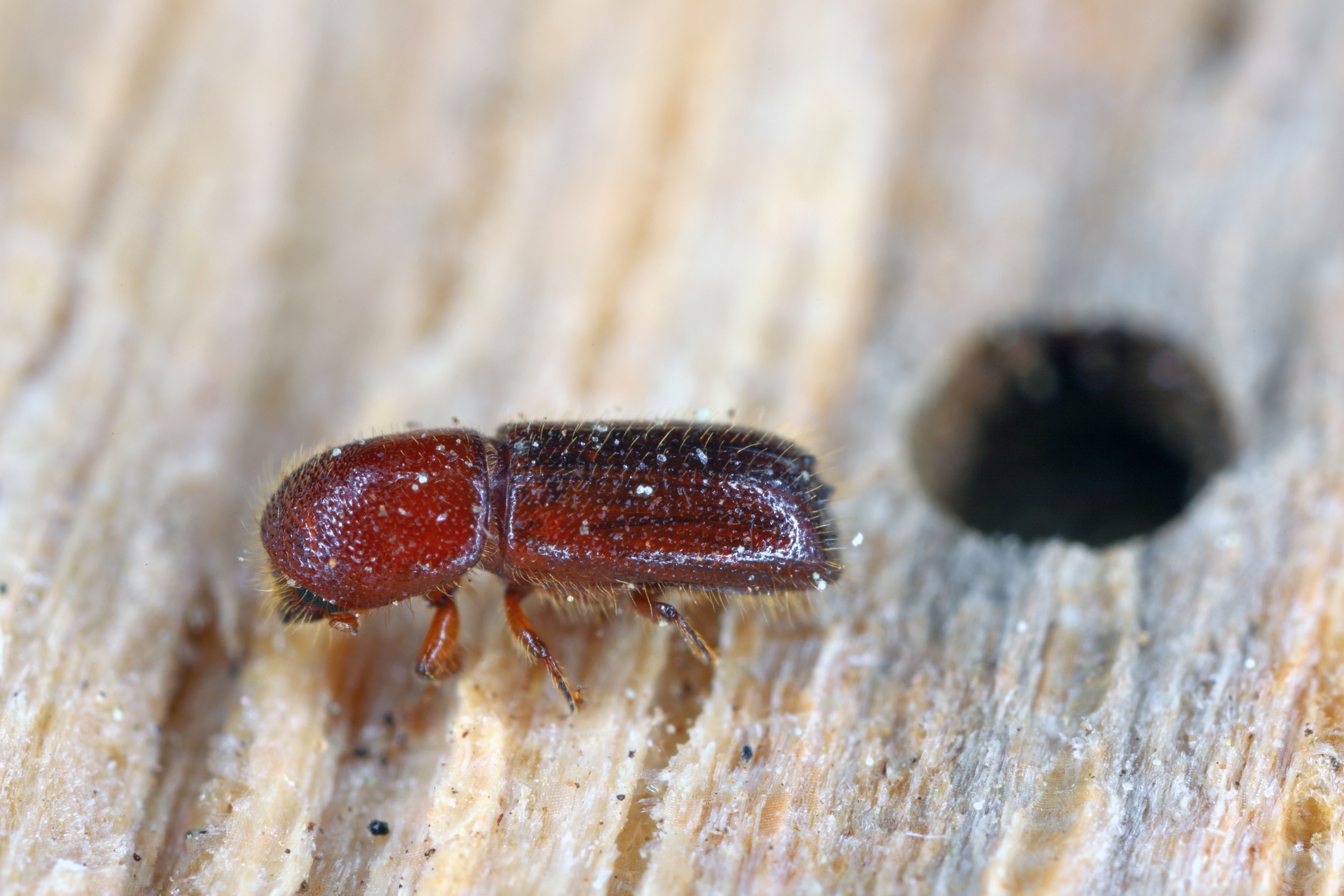 AS 507630274 Xyleborus Monographus MOB