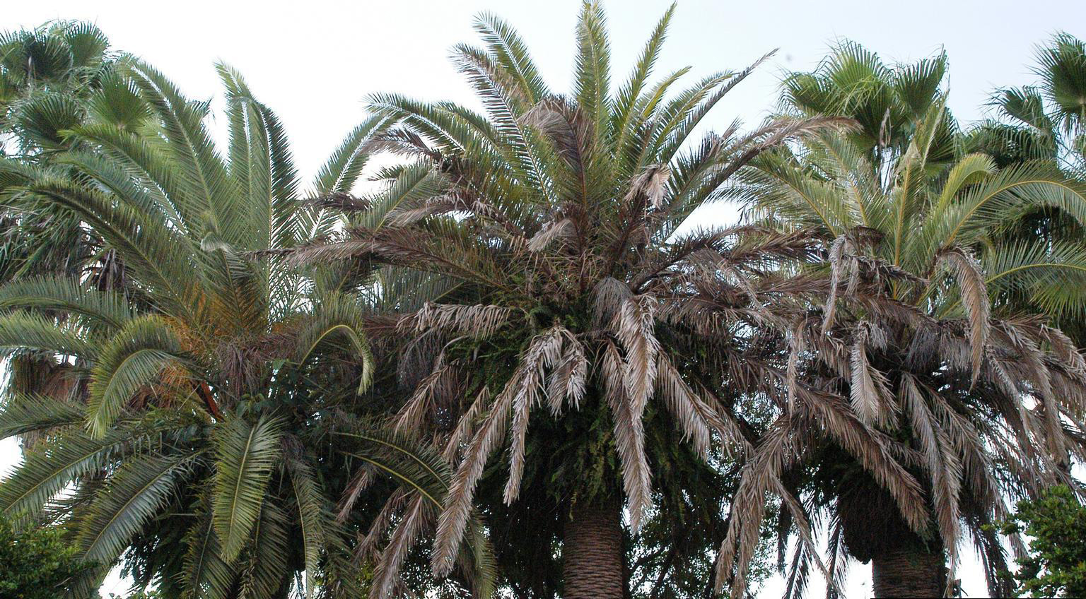5475315 SMPT Lethal Bronzing Palm1