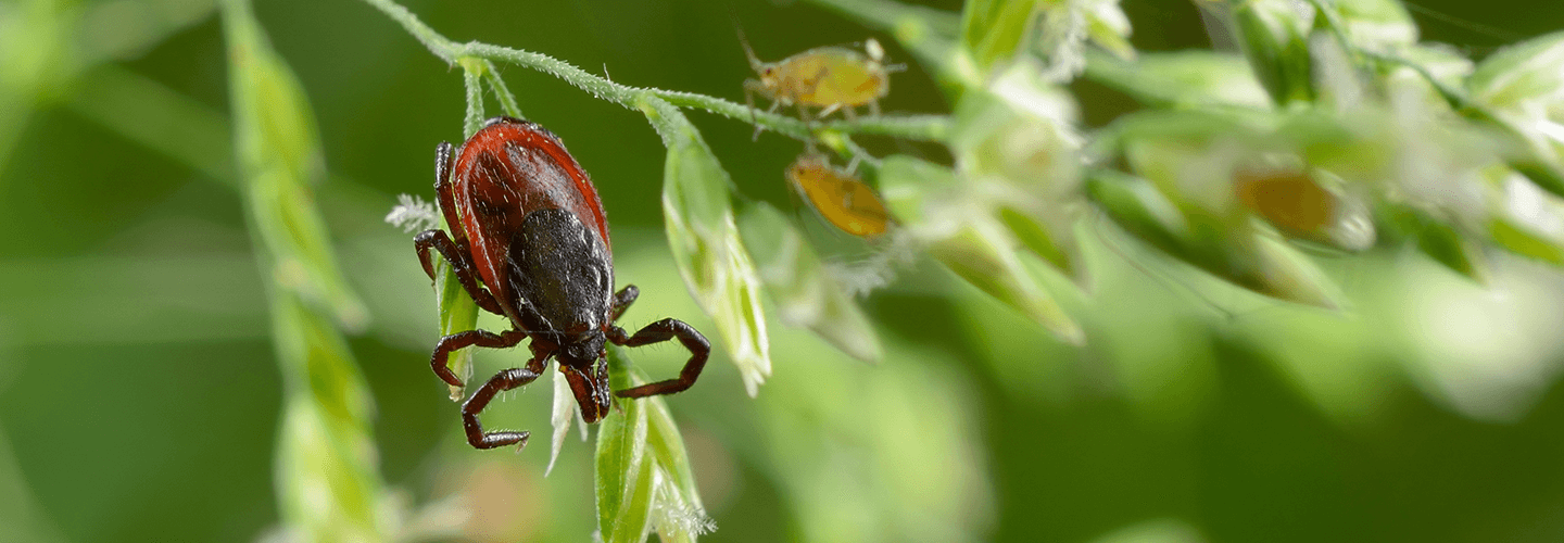 Pest And Disease Tick Control Banner 1440X500