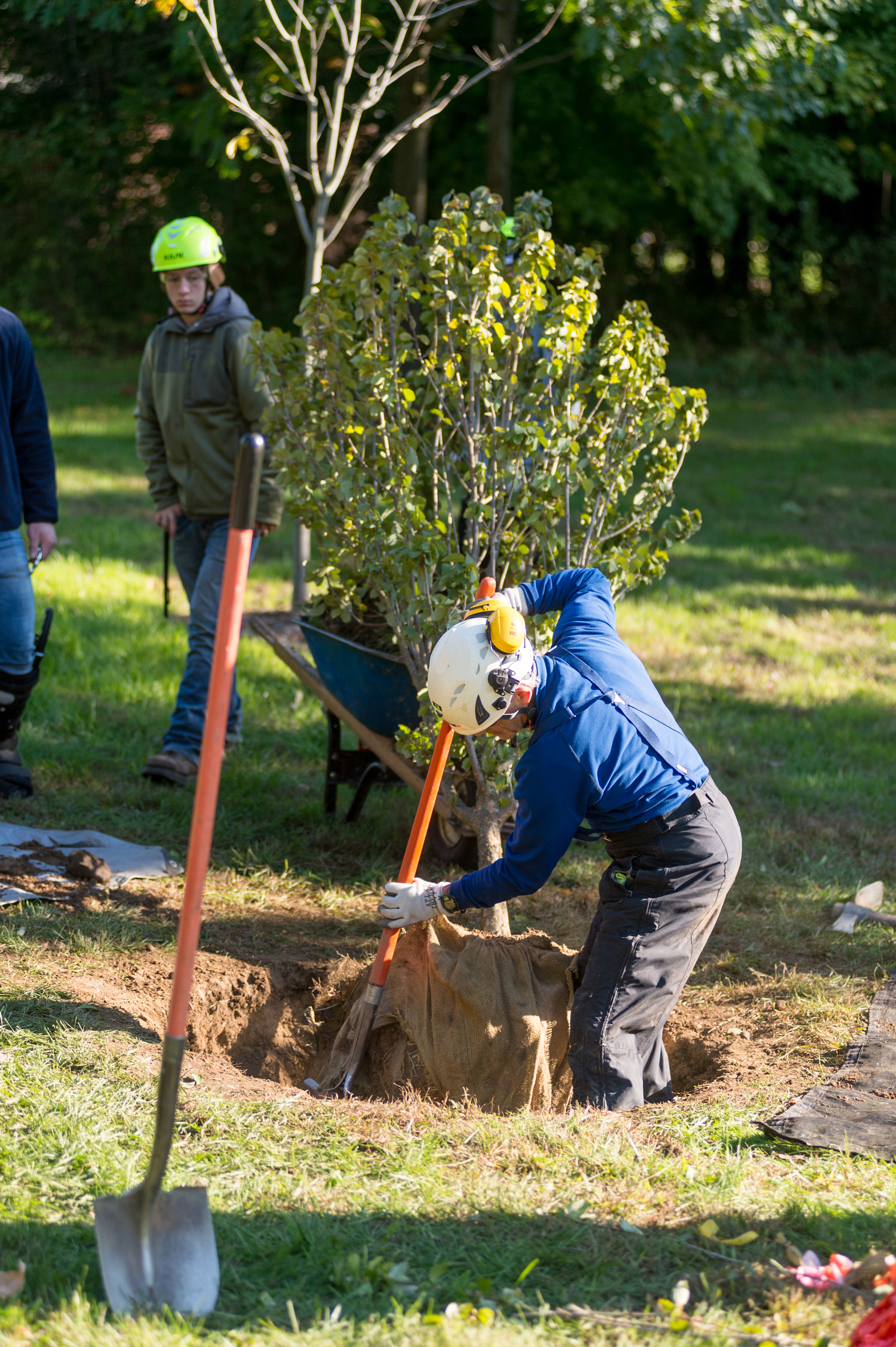 Plant Tree Right Way