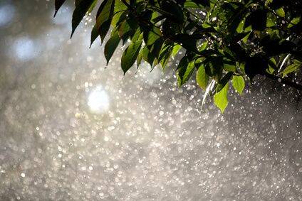 Overwatered Trees
